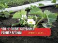Как избежать ошибок в уходе за клубникой весной: 3 вещи, которые могут снизить урожай