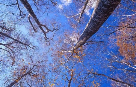 Какая погода на выходных 15-16 ноября ожидается в Курской области