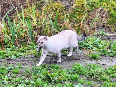 Игорь Кастюкевич: Животные и осенняя природа в Курской области..