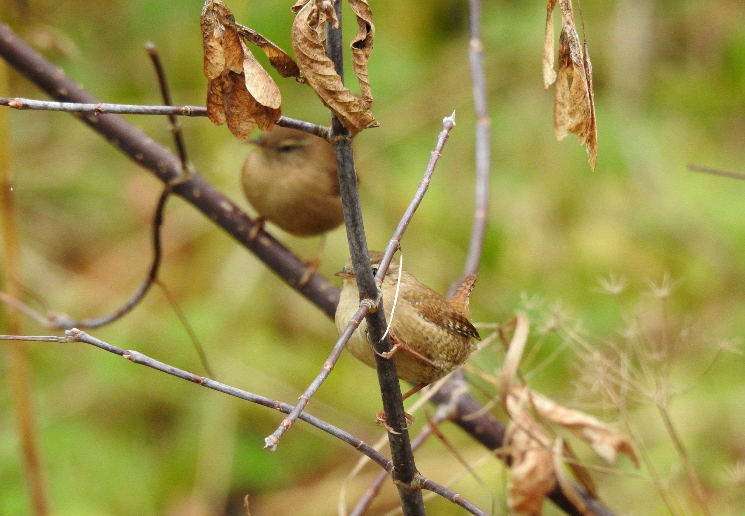 Доброе утро! Татьяна Калугина запечатлела крапивника в своём объективе Доброе утро! Татьяна Калугина запечатлела крапивника в своём объективе