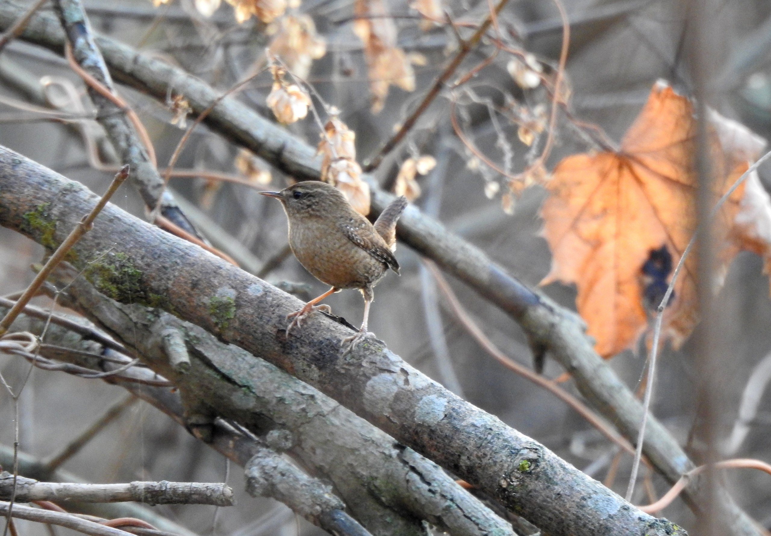 Доброе утро! Татьяна Калугина запечатлела крапивника в своём объективе Доброе утро! Татьяна Калугина запечатлела крапивника в своём объективе