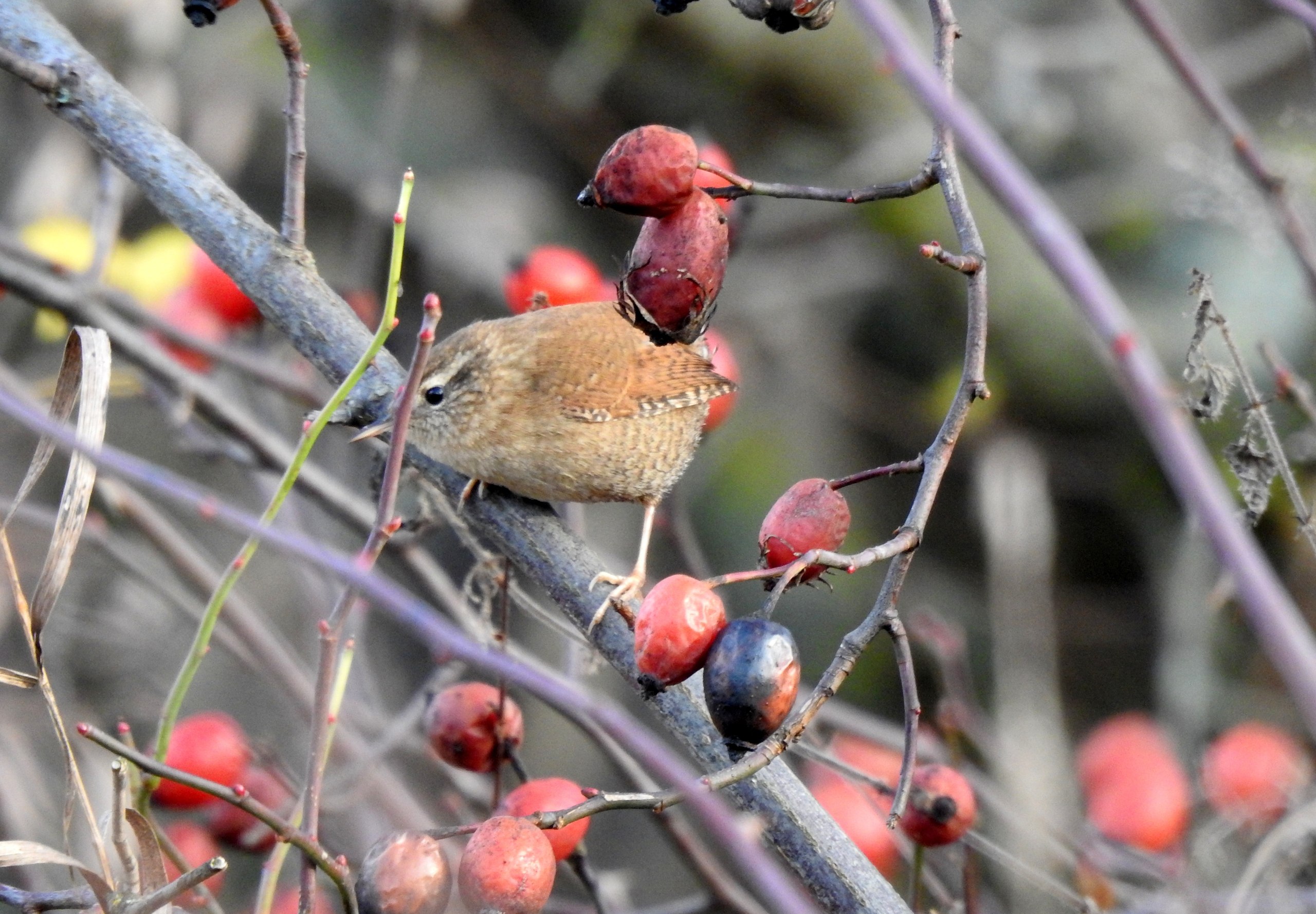 Доброе утро! Татьяна Калугина запечатлела крапивника в своём объективе Доброе утро! Татьяна Калугина запечатлела крапивника в своём объективе