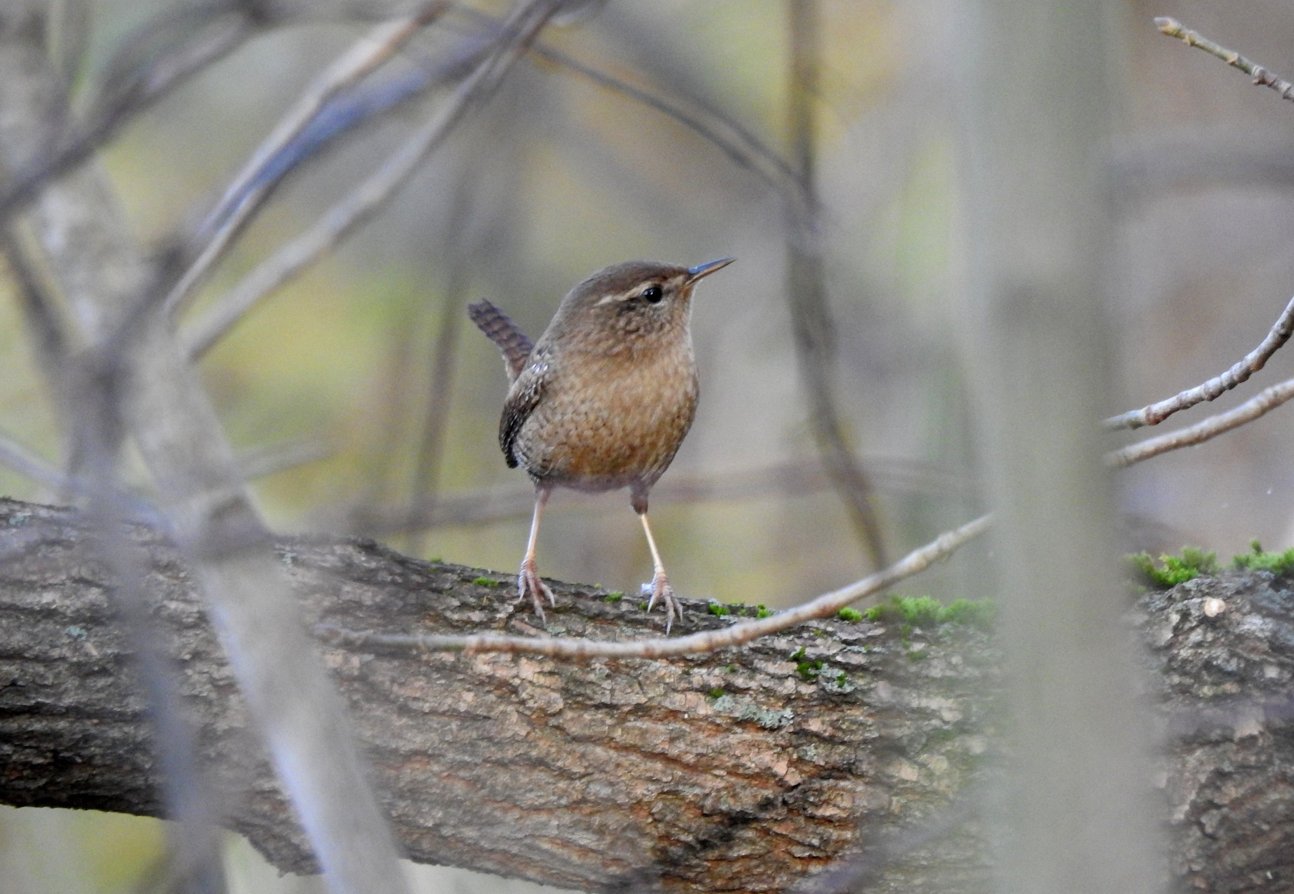 Доброе утро! Татьяна Калугина запечатлела крапивника в своём объективе