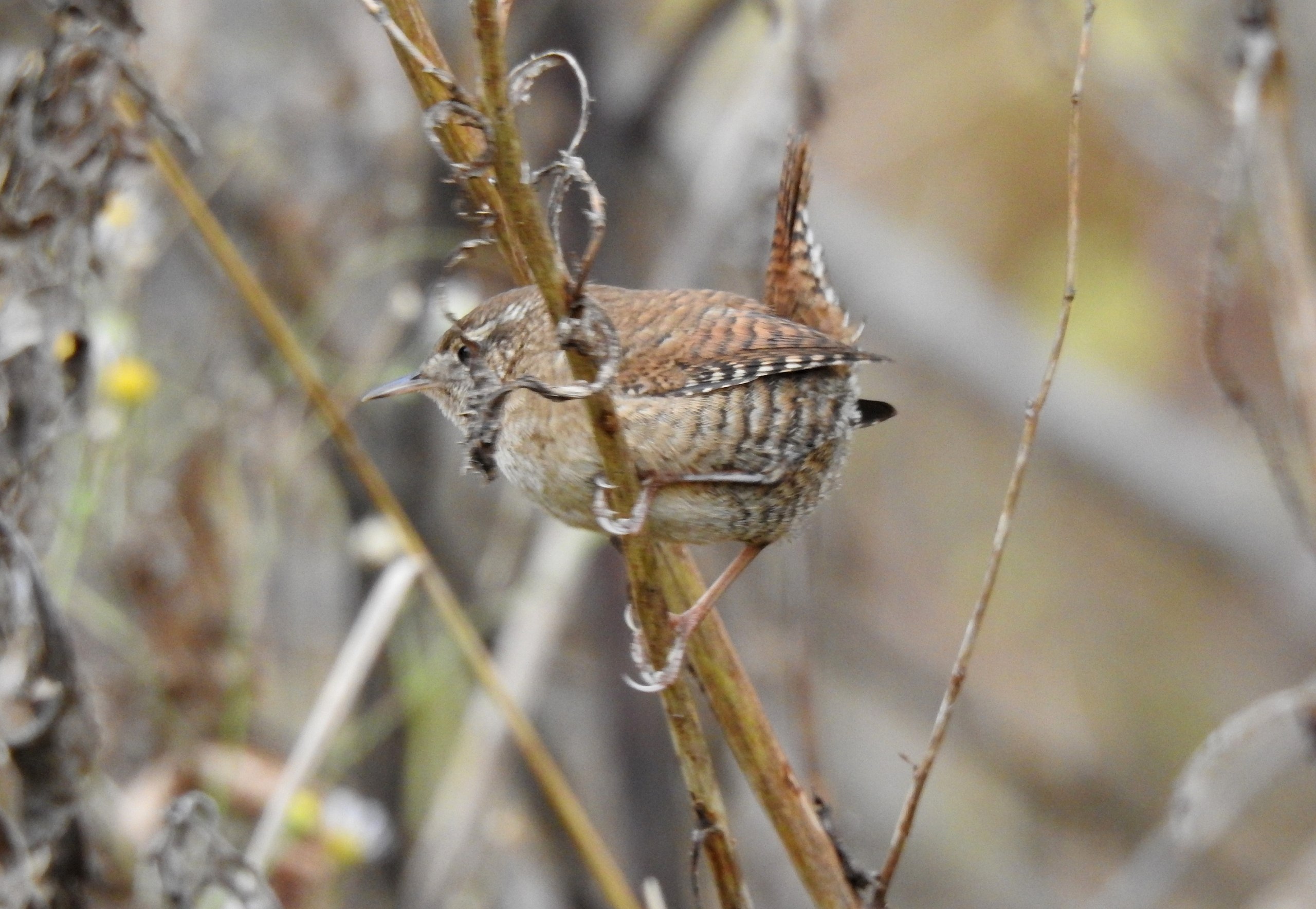 Доброе утро! Татьяна Калугина запечатлела крапивника в своём объективе Доброе утро! Татьяна Калугина запечатлела крапивника в своём объективе