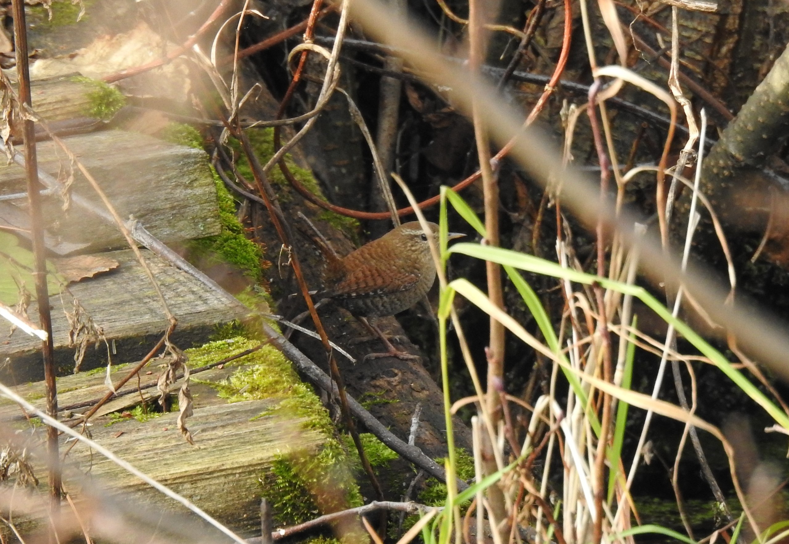 Доброе утро! Татьяна Калугина запечатлела крапивника в своём объективе Доброе утро! Татьяна Калугина запечатлела крапивника в своём объективе