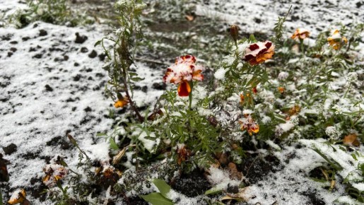 В ближайшие сутки в Курской области прогнозируют мокрый снег