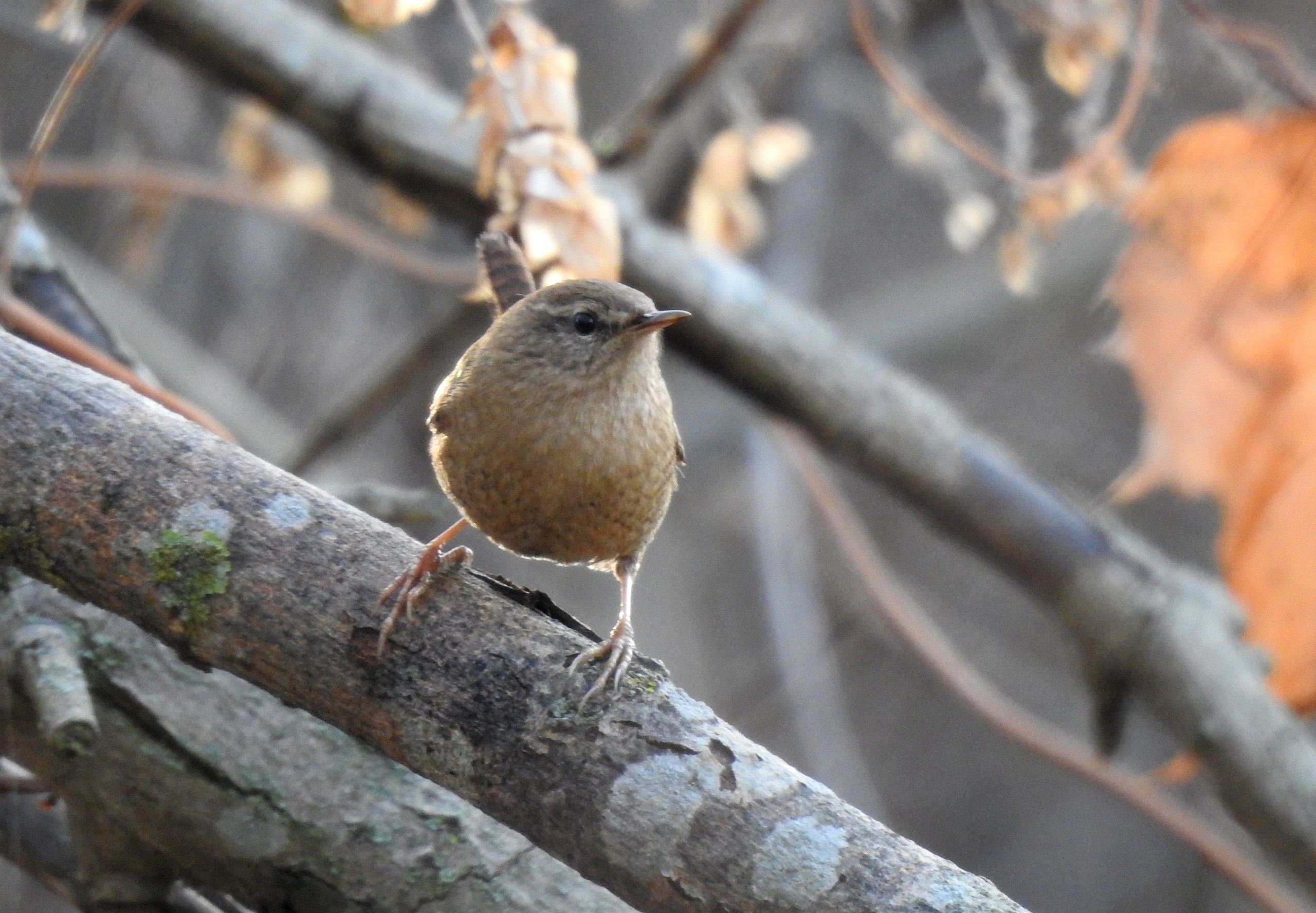 Доброе утро! Татьяна Калугина запечатлела крапивника в своём объективе Доброе утро! Татьяна Калугина запечатлела крапивника в своём объективе