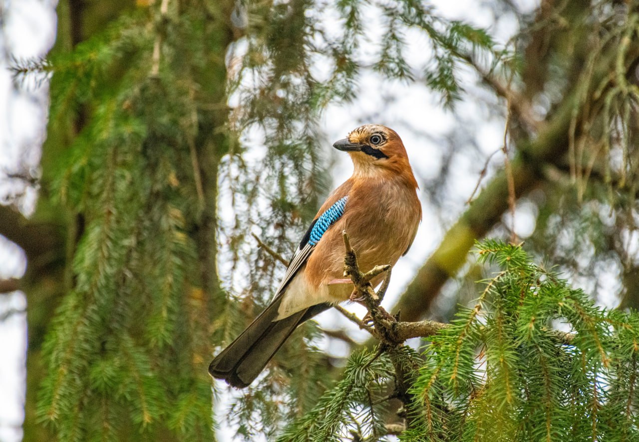 Сойка пересмешница. Сойка с древнерусского означает «сиять» Сойка пересмешница. Сойка с древнерусского означает «сиять»