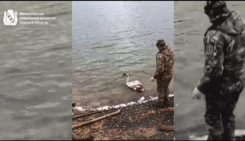 В Курской области жительница спасла молодого лебедя и передала его специалистам