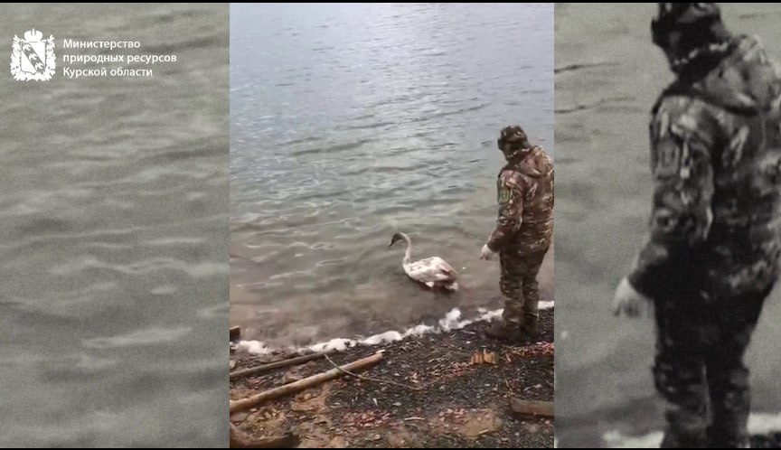 В Курской области жительница спасла молодого лебедя и передала его специалистам