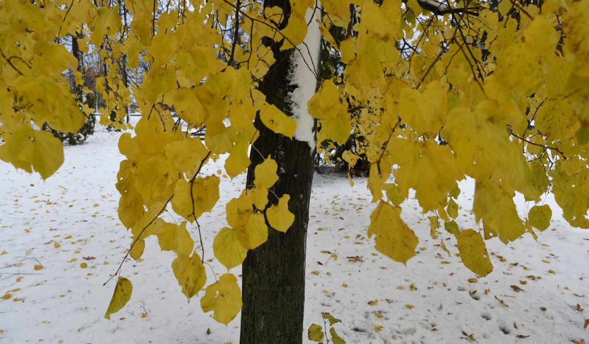 Снег и похолодание: синоптики прогнозируют смену погоды