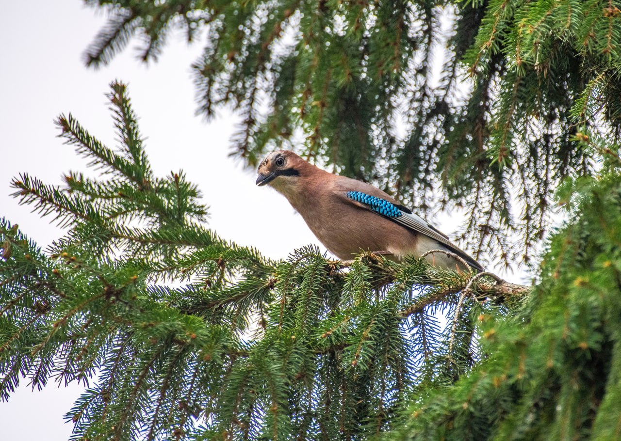 Сойка пересмешница. Сойка с древнерусского означает «сиять» Сойка пересмешница. Сойка с древнерусского означает «сиять»