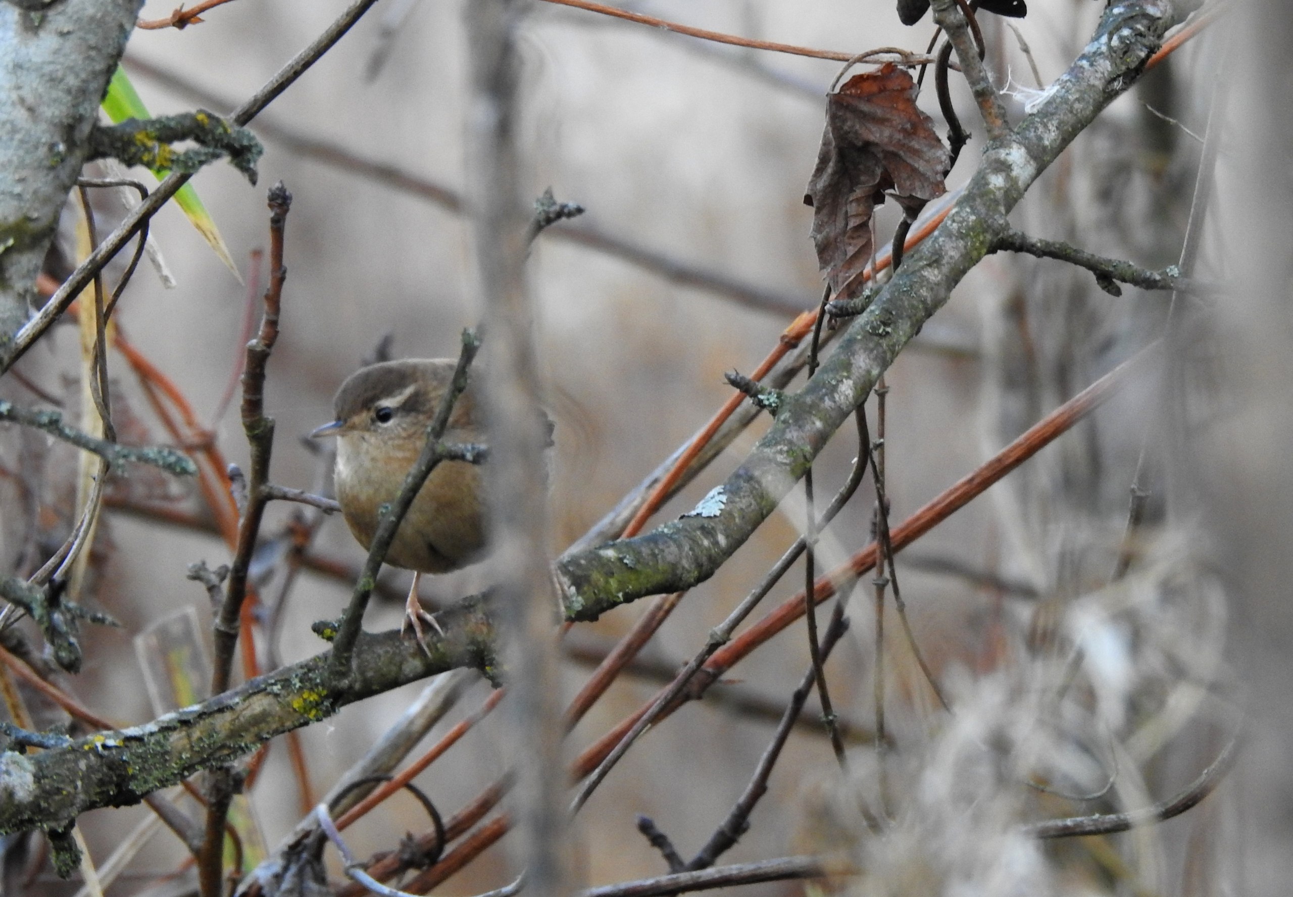 Доброе утро! Татьяна Калугина запечатлела крапивника в своём объективе Доброе утро! Татьяна Калугина запечатлела крапивника в своём объективе