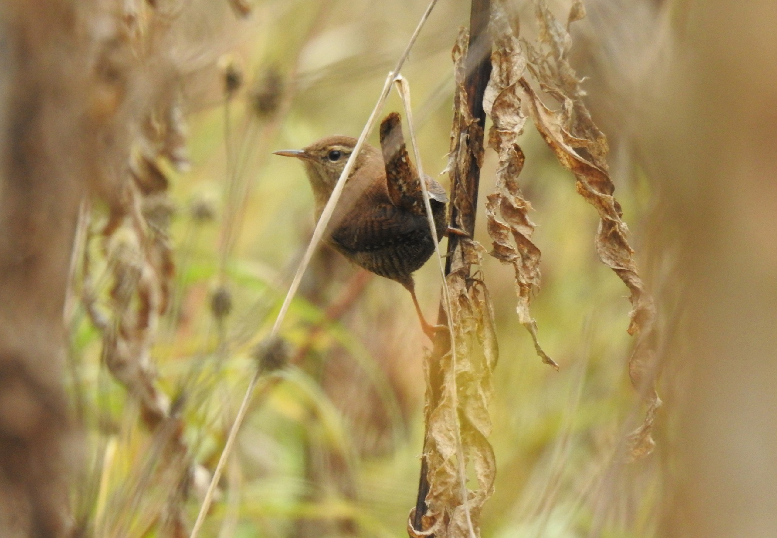 Доброе утро! Татьяна Калугина запечатлела крапивника в своём объективе Доброе утро! Татьяна Калугина запечатлела крапивника в своём объективе