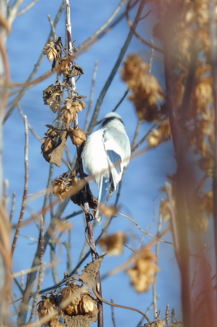Настоящая князь-птица!. Князёк — очень редкая птица для Курской области