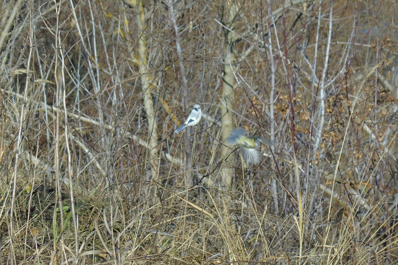 Настоящая князь-птица!. Князёк — очень редкая птица для Курской области Настоящая князь-птица!. Князёк — очень редкая птица для Курской области