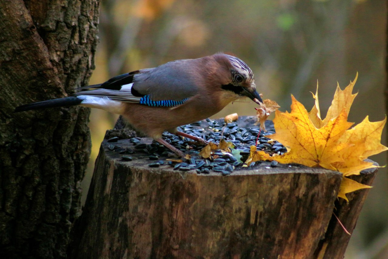 Доброе утро! Роскошный обед сойки Доброе утро! Роскошный обед сойки