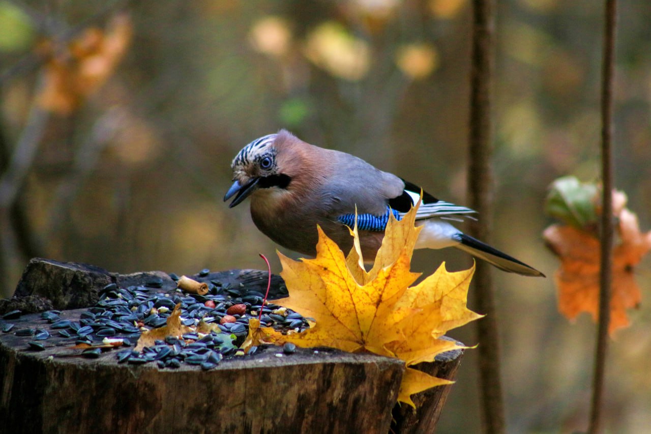 Доброе утро! Роскошный обед сойки