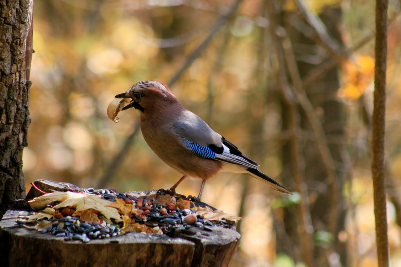 Доброе утро! Роскошный обед сойки Доброе утро! Роскошный обед сойки