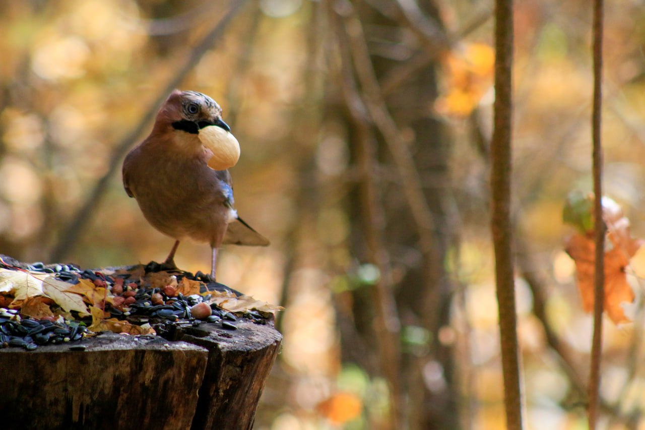 Доброе утро! Роскошный обед сойки Доброе утро! Роскошный обед сойки