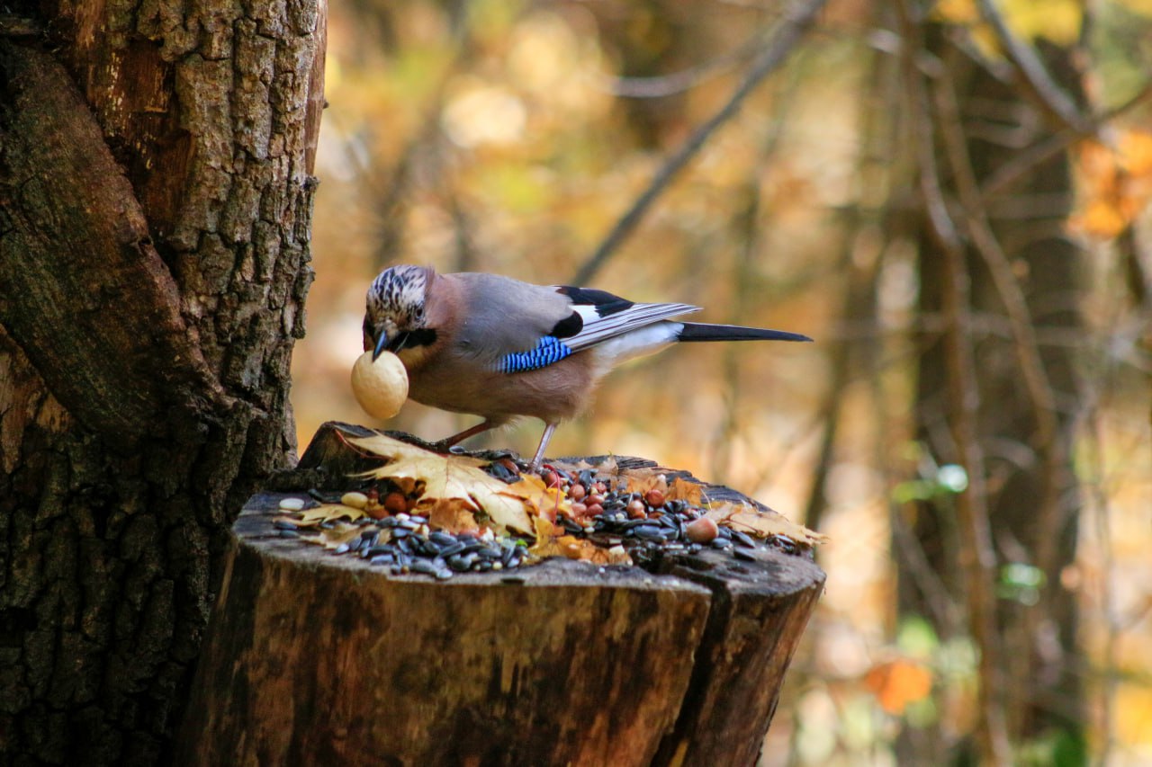 Доброе утро! Роскошный обед сойки Доброе утро! Роскошный обед сойки