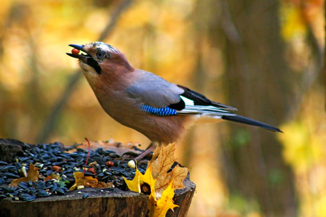 Доброе утро! Роскошный обед сойки Доброе утро! Роскошный обед сойки