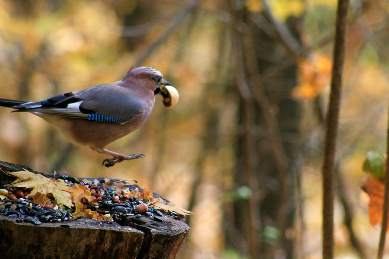 Доброе утро! Роскошный обед сойки Доброе утро! Роскошный обед сойки