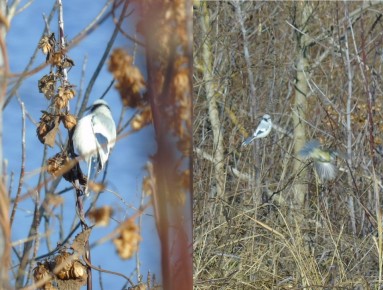 В Курской области запечатлели редкую белую лазоревку