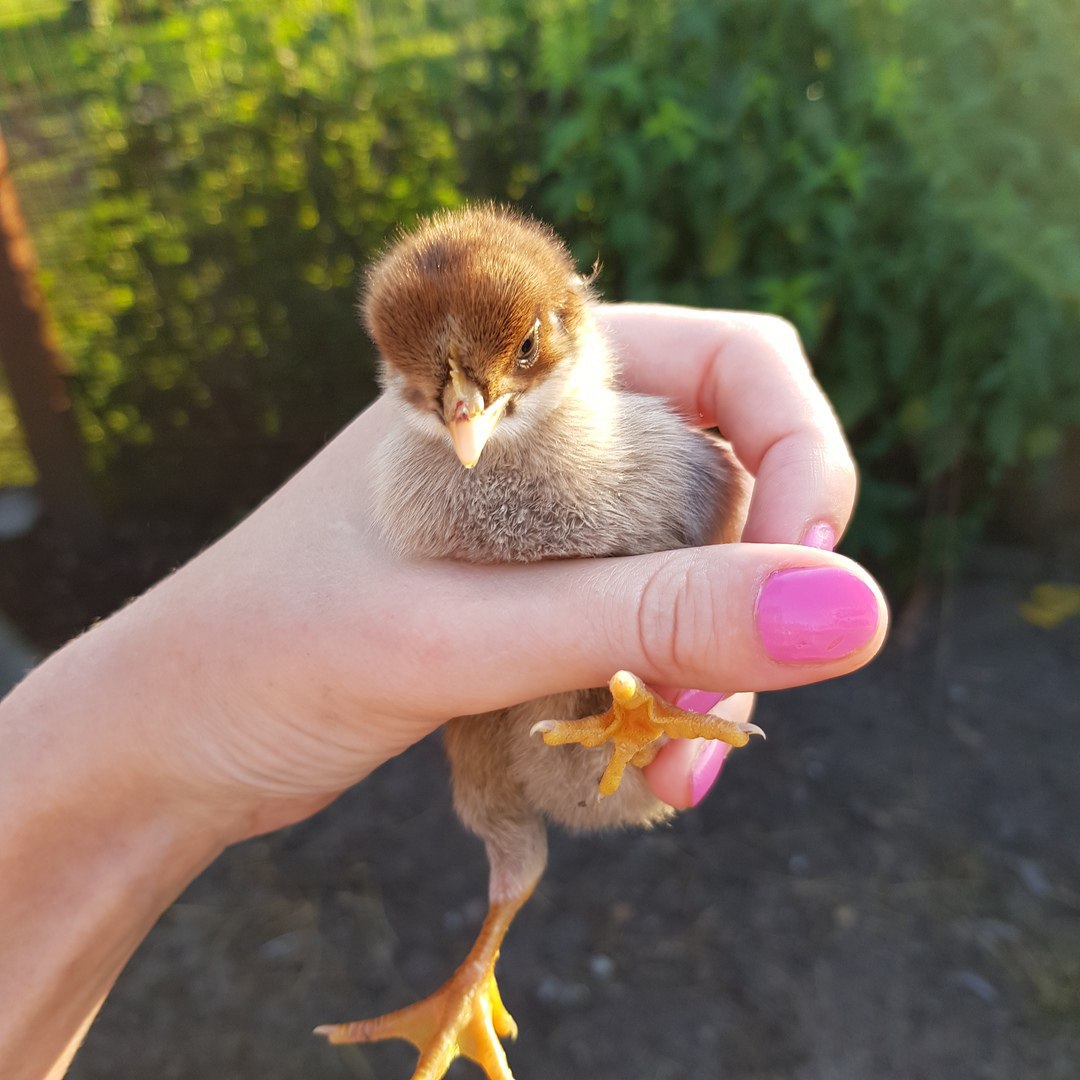 Пожар в Курском районе уничтожил хозяйственную постройку и поголовье птицы