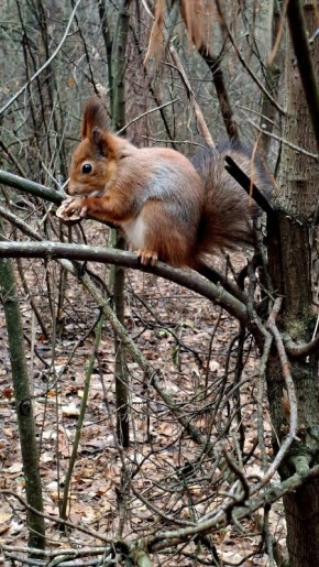 Доброе утро!. Сегодня, в четверг, 20 ноября, по прогнозу регионального отделения МЧС, в Курской области облачно с прояснениями