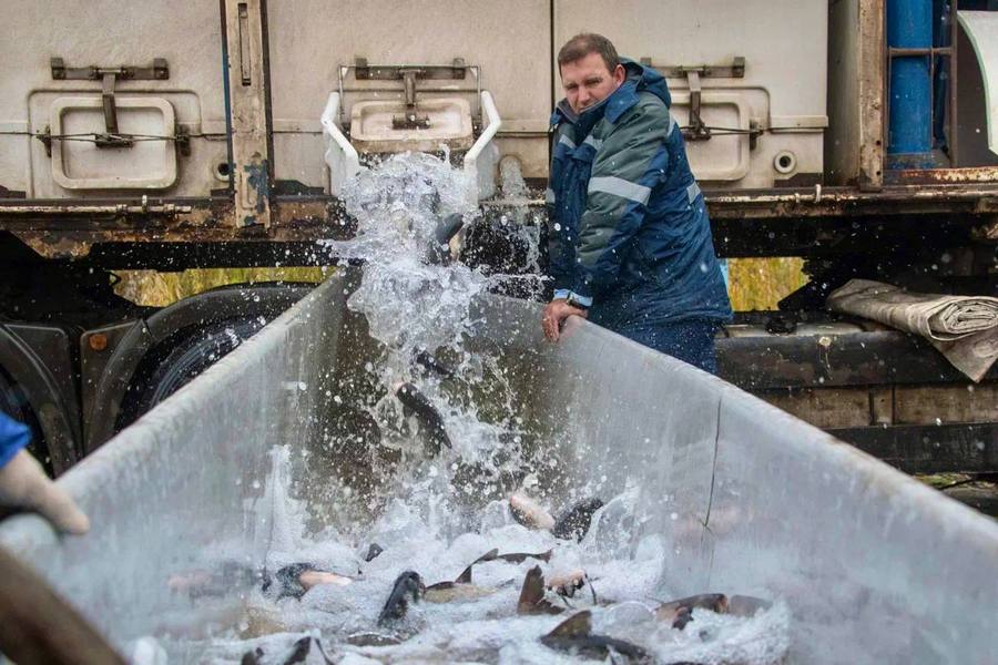 В пруд-охладитель Курской АЭС выпустили 4 тонны толстолобика и белого амура В пруд-охладитель Курской АЭС выпустили 4 тонны толстолобика и белого амура