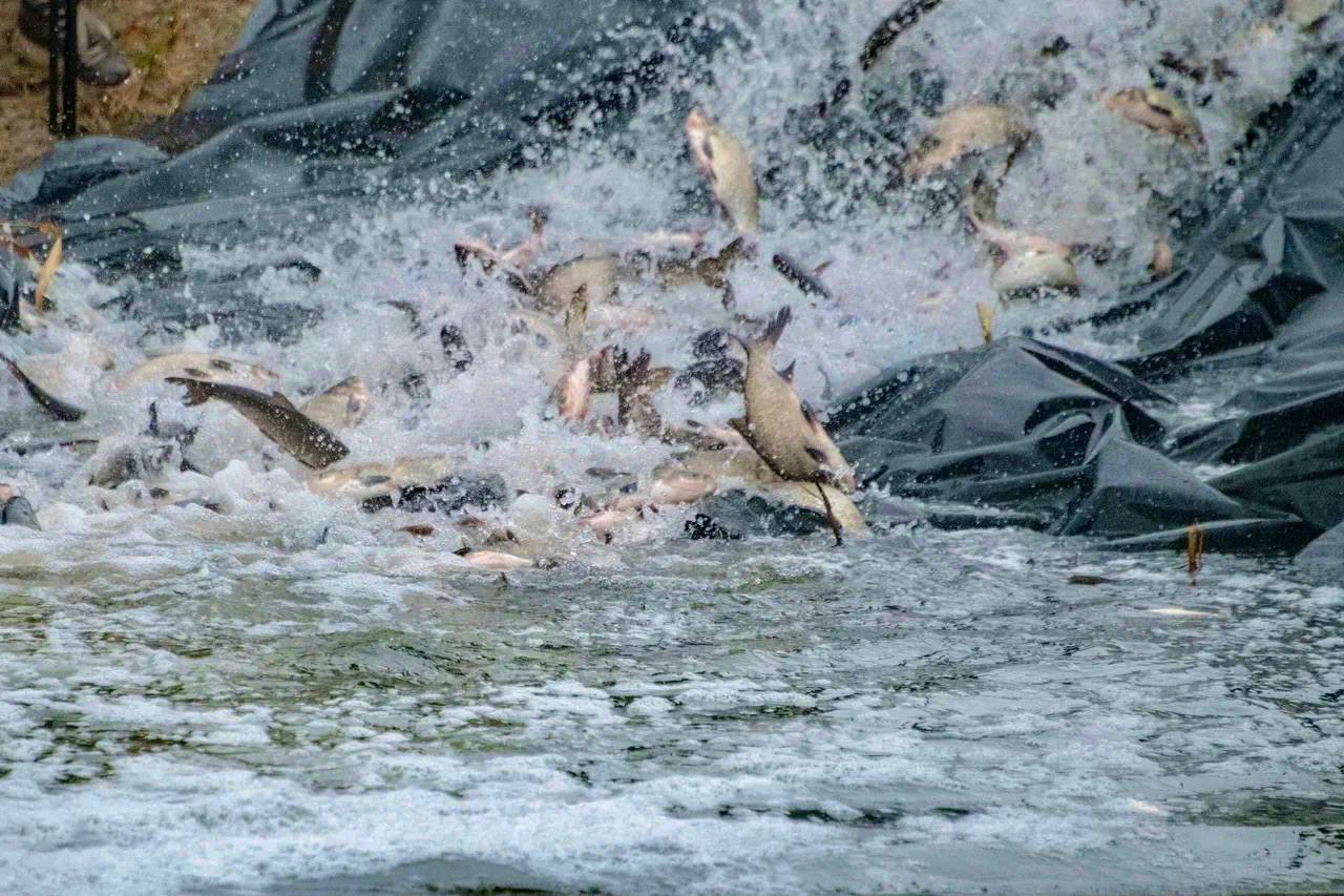 4 тонны мальков толстолобика и белого амура запустили в водоем-охладитель в Курчатове 4 тонны мальков толстолобика и белого амура запустили в водоем-охладитель в Курчатове