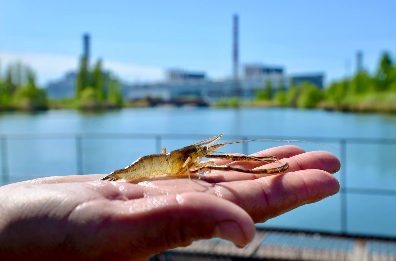 4 тонны мальков толстолобика и белого амура запустили в водоем-охладитель в Курчатове 4 тонны мальков толстолобика и белого амура запустили в водоем-охладитель в Курчатове