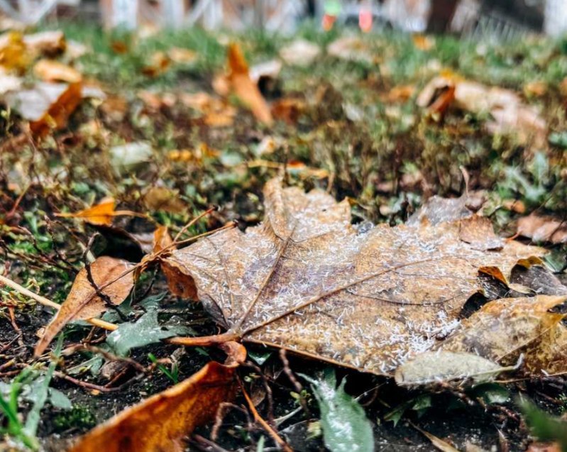 Какая погода на выходных 22-23 ноября ожидается в Курской области