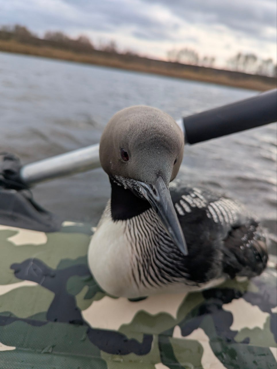 Рыбак спас запутавшуюся в сетях гагару Рыбак спас запутавшуюся в сетях гагару