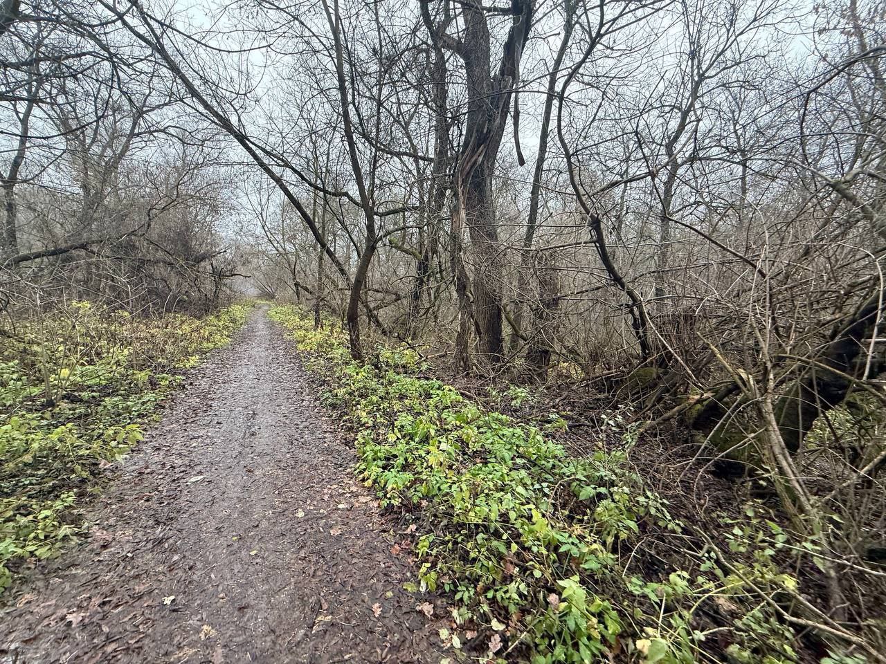 В парке «Соловьиная роща» создадут экотропу: работы начнутся уже в этом году В парке «Соловьиная роща» создадут экотропу: работы начнутся уже в этом году
