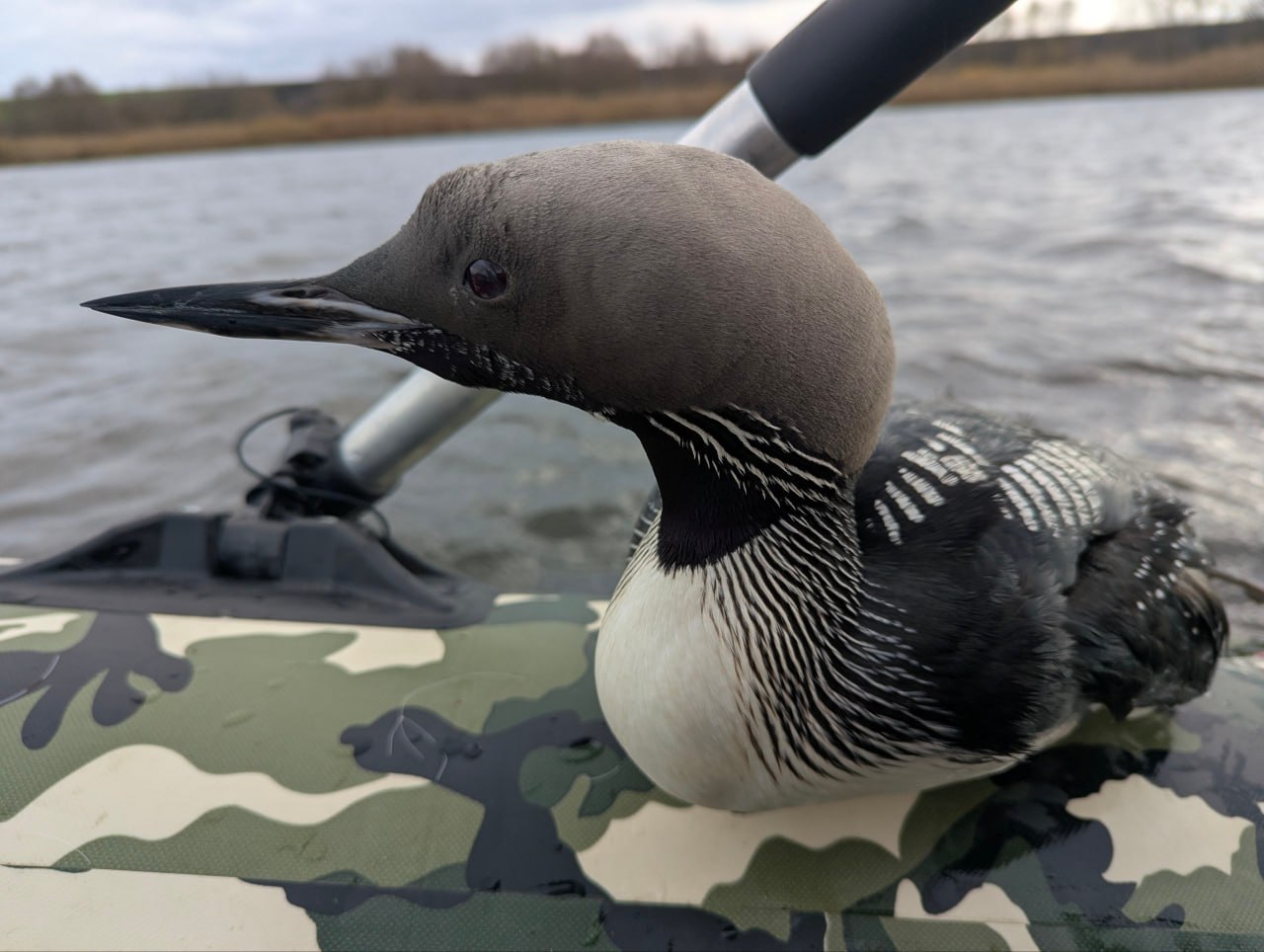 Рыбак спас запутавшуюся в сетях гагару