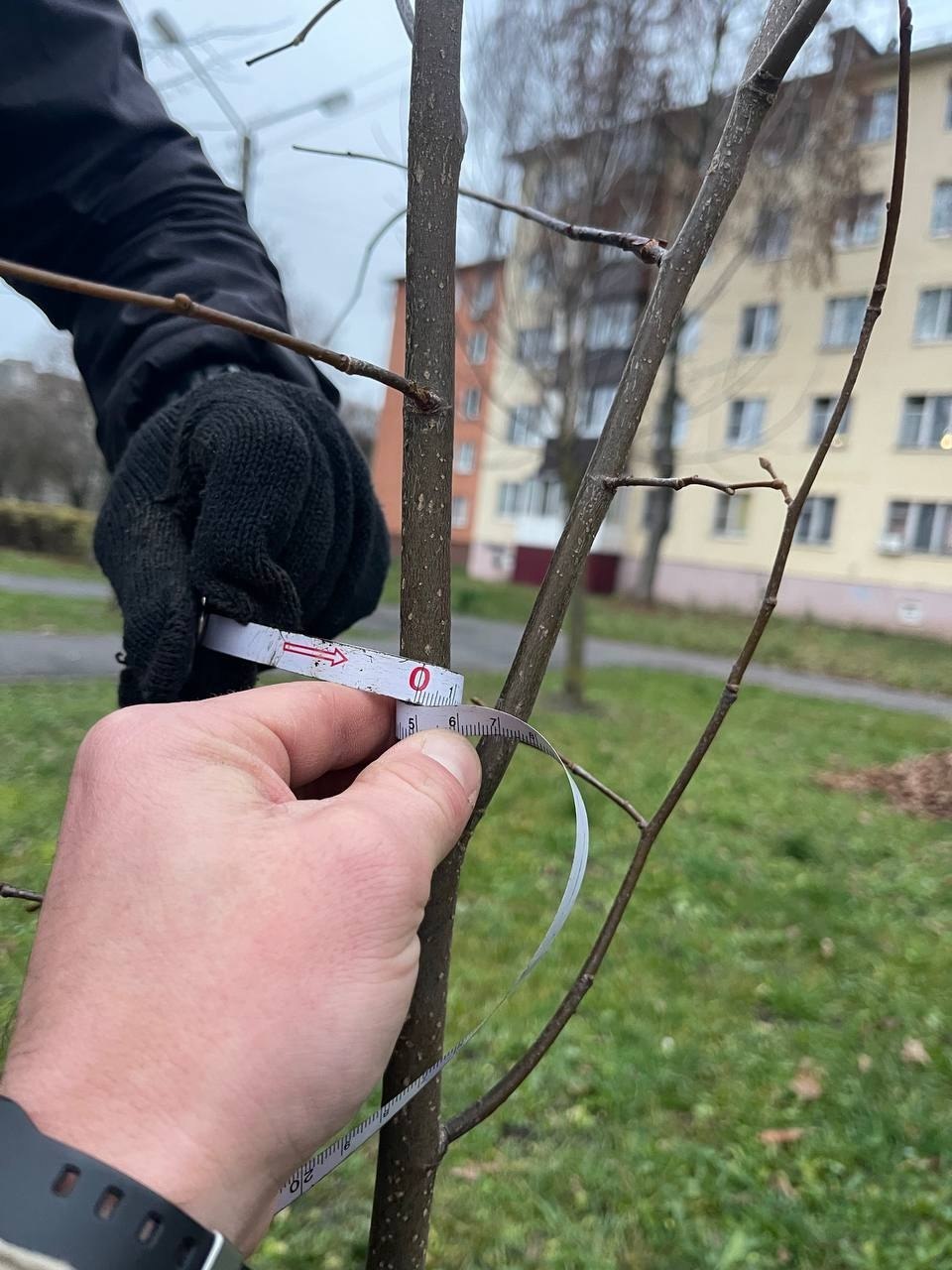 В Железногорске высадили 78 лип