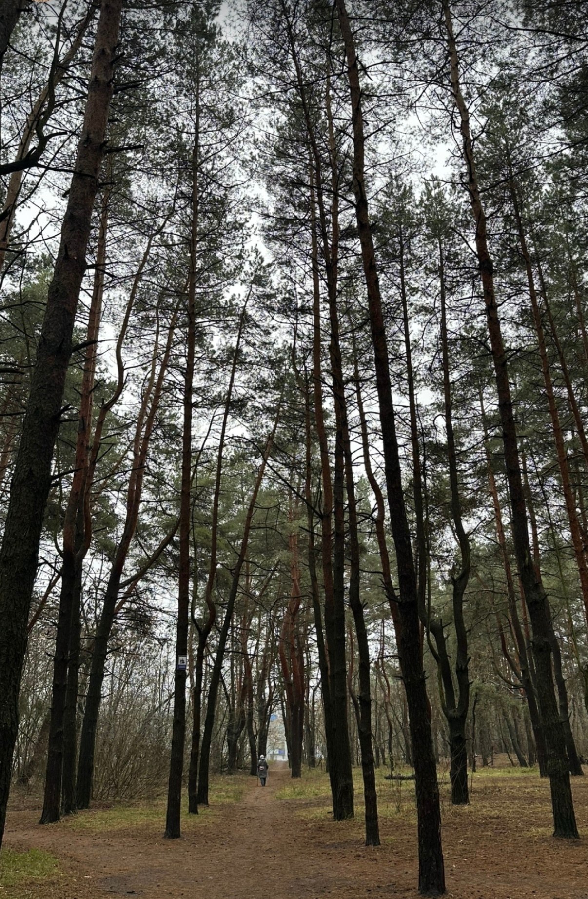 Доброе утро!. Сегодня, в понедельник, 24 ноября, по прогнозу регионального отделения МЧС, в Курской области облачно, днем с прояснениями