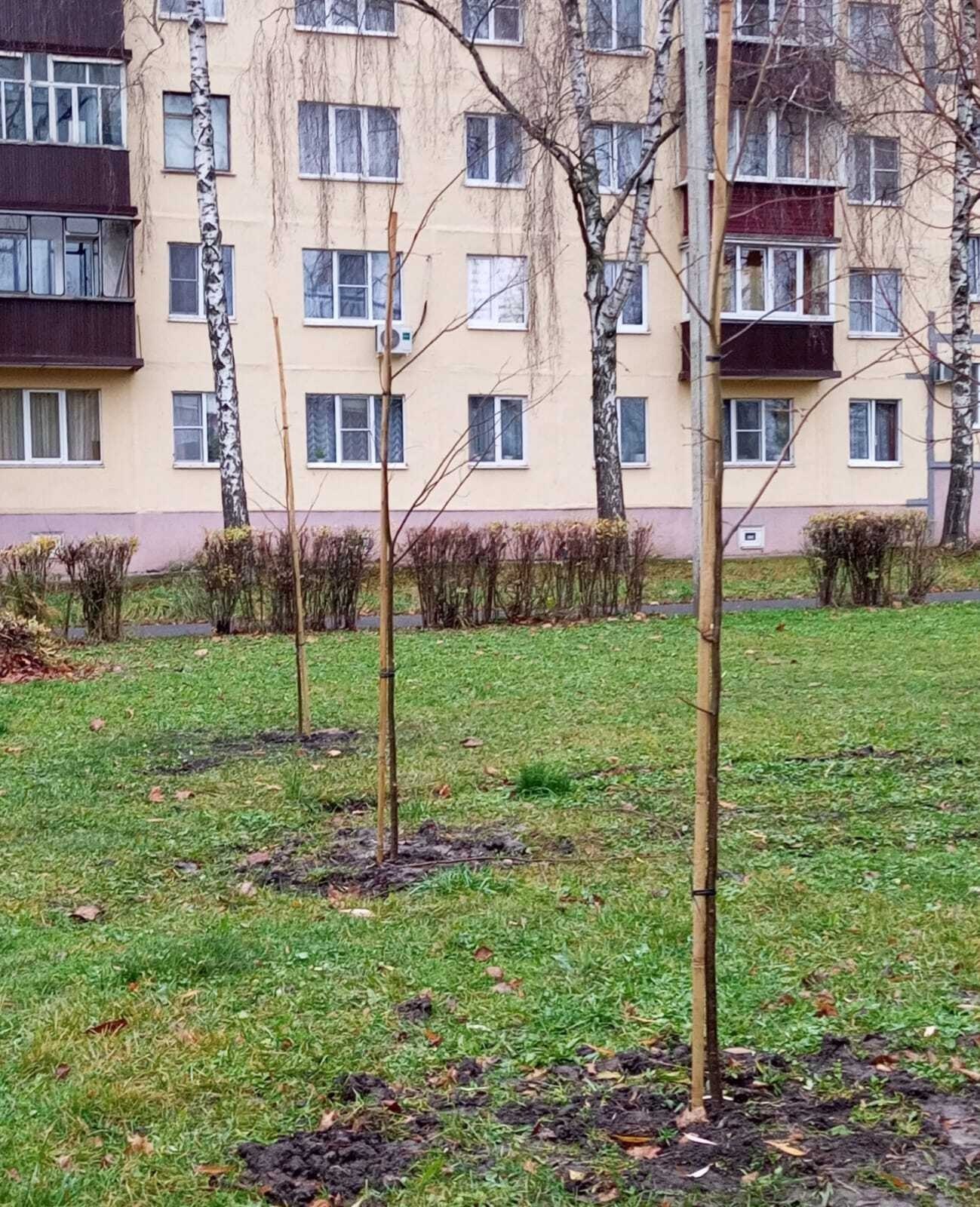 В Железногорске высадили 78 лип В Железногорске высадили 78 лип