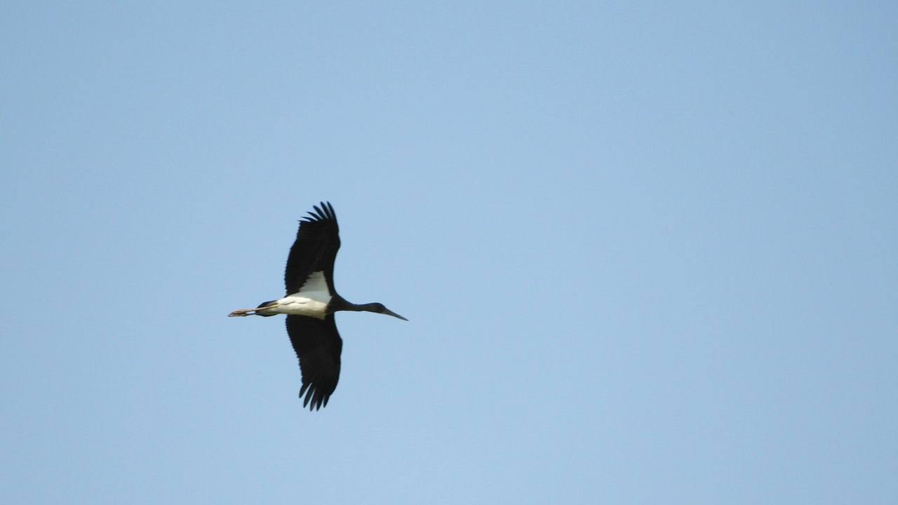 В Курской области приняты дополнительные меры для защиты редкого краснокнижного вида – чёрного аиста