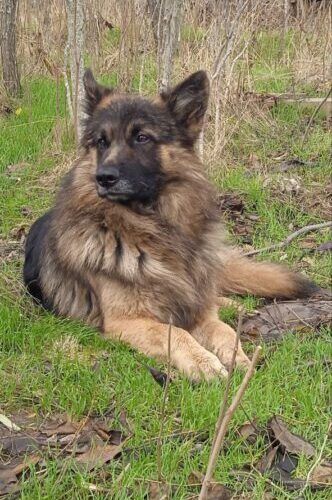 Андрей Геков в числе победителей всероссийского конкурса «Памяти героев верны» с авторской песней, посвященной псу, спасшему жизнь бойцов Андрей Геков в числе победителей всероссийского конкурса «Памяти героев верны» с авторской песней, посвященной псу, спасшему жизнь бойцов