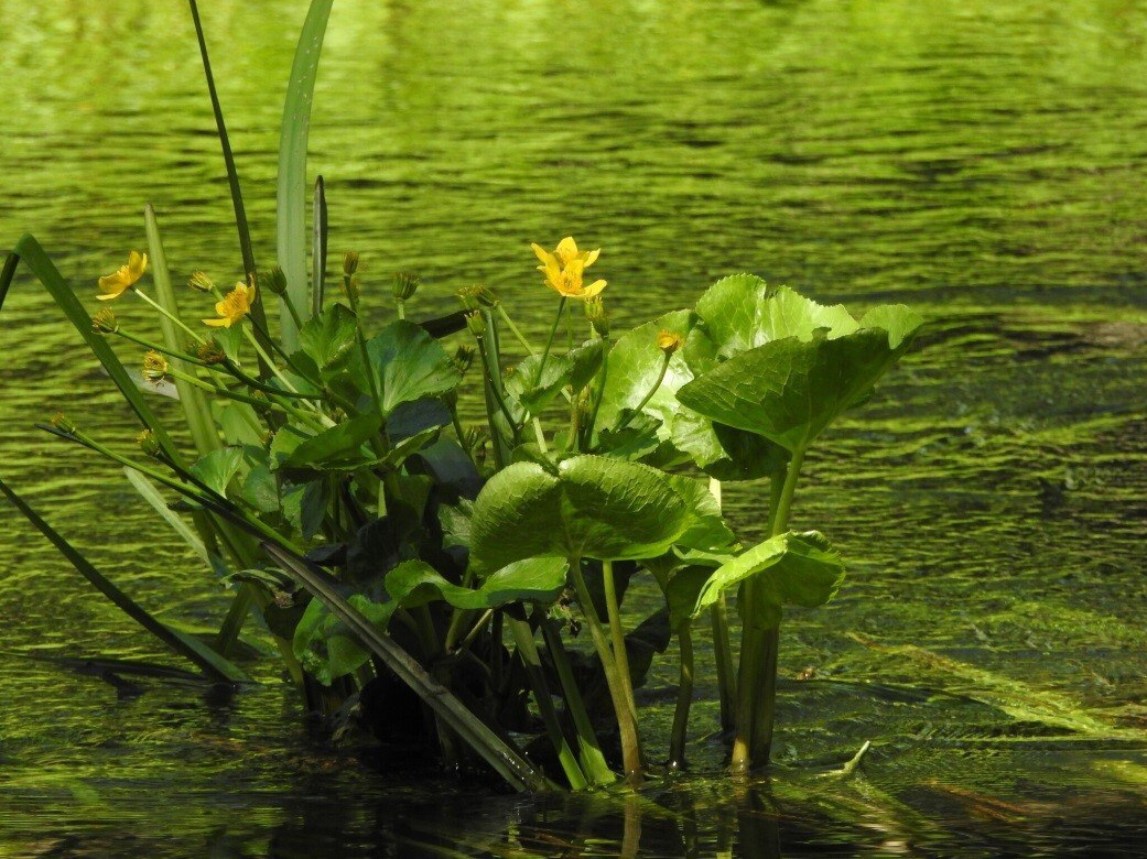 В Единый государственный реестр недвижимости внесли сведения о трех охранных зонах памятников природы В Единый государственный реестр недвижимости внесли сведения о трех охранных зонах памятников природы