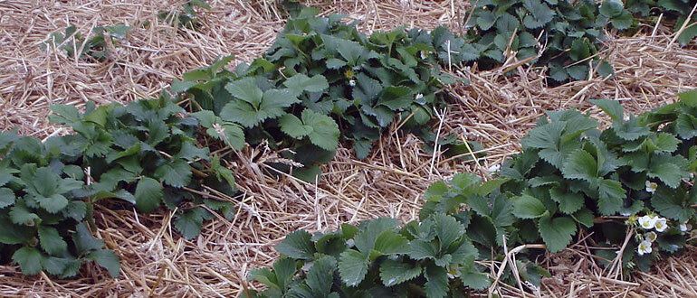 Тайны родной почвы: как вернуть ей жизненную силу и щедрый урожай