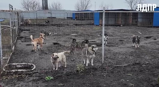 Алексей Томанов: Сегодня — Всемирный день домашних животных!