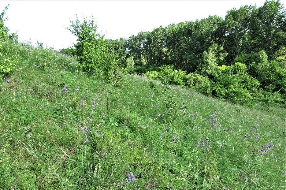 Охранная зона памятника природы «Урочище Заломное» внесена в ЕГРН