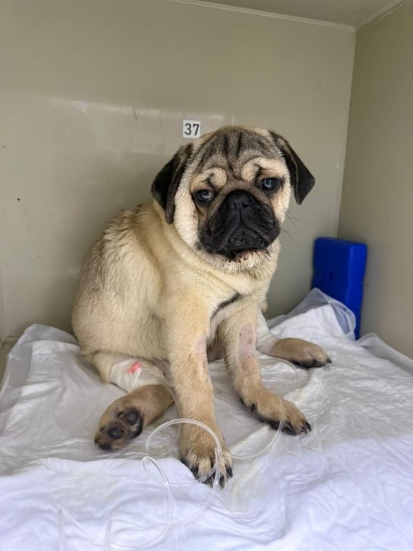 Доброты пост. В Курске ветеринары отказались усыплять больного мопса