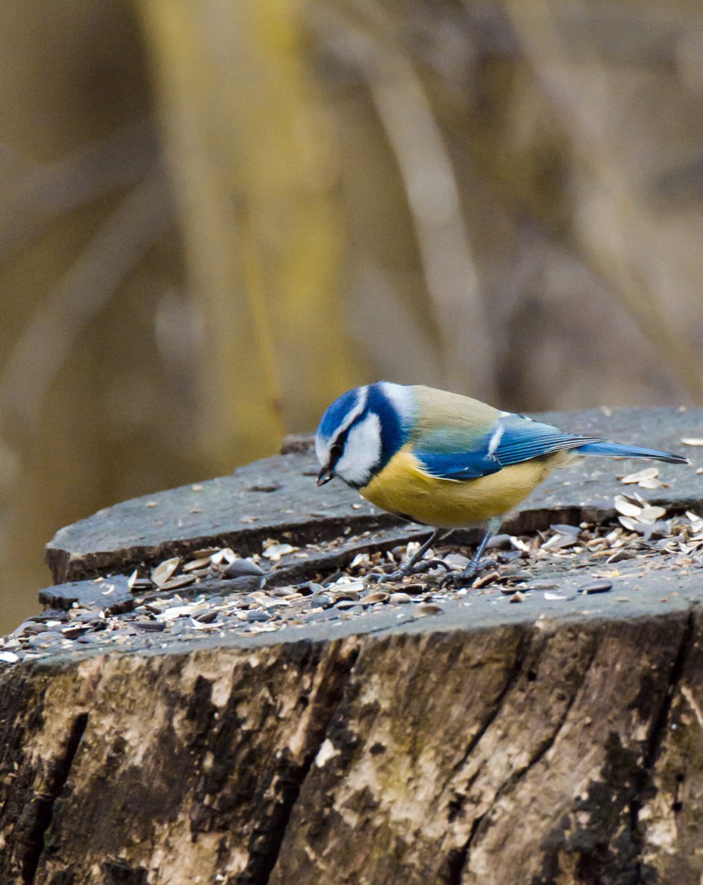 Привет из Железногорска от Константина Ларина: «Несмотря на серые ненастные дни, представители лесной фауны готовятся к зиме- птицы добывают пропитание, белки обустраивают жилища, используя подручные стройматериалы» Привет из Железногорска от Константина Ларина: «Несмотря на серые ненастные дни, представители лесной фауны готовятся к зиме- птицы добывают пропитание, белки обустраивают жилища, используя подручные стройматериалы»