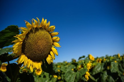 Правительство РФ окажет дополнительную поддержку пострадавшим предприятиям АПК