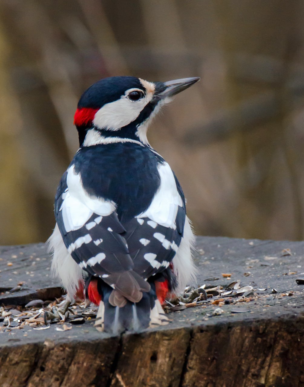 Привет из Железногорска от Константина Ларина: «Несмотря на серые ненастные дни, представители лесной фауны готовятся к зиме- птицы добывают пропитание, белки обустраивают жилища, используя подручные стройматериалы» Привет из Железногорска от Константина Ларина: «Несмотря на серые ненастные дни, представители лесной фауны готовятся к зиме- птицы добывают пропитание, белки обустраивают жилища, используя подручные стройматериалы»